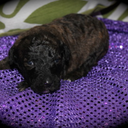 poodlesandpups avatar