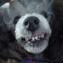 poodleteeth avatar