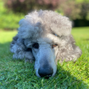 poodletime avatar