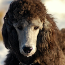 poodls avatar