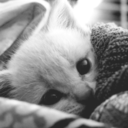 poofball-kitties avatar