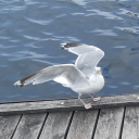 poolsidescientist avatar