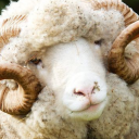 poorsheep avatar