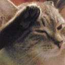 pop-punk-shitposts avatar