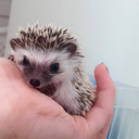 poppy-hedgie avatar