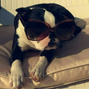 poppy-the-boston avatar