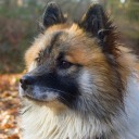 poppy-the-puppy avatar