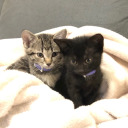 poppyandposey avatar