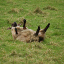 popsicledoodles avatar