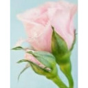 popstarsandpinknotes avatar