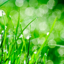 poptartterrorist avatar