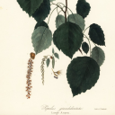 populus-grandidentata avatar