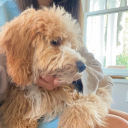 porcelainbutterflyy avatar