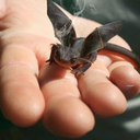 porcelainkite avatar