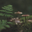 porcelainstem avatar