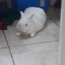 porcelanprince avatar