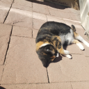 porgs-are-space-puffins avatar