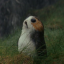 porgsandlothcats avatar