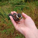 porphyrias-hater avatar