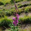 porquepleasewhyidontknow avatar