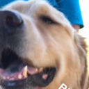 porquesadilla avatar