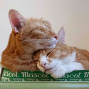 portakallvodka avatar