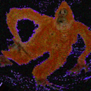 portal-mammal avatar