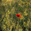 portami-a-vedere-i-papaveri avatar