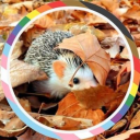 porternwtwork avatar