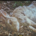 portgass-d-ace avatar