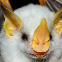 positive-bats avatar