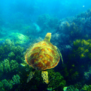 positivepenpals avatar