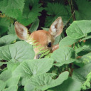 positivitrees avatar