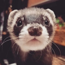 possessedopossum avatar