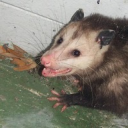 possum-down avatar