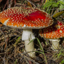 possum-in-a-jar avatar