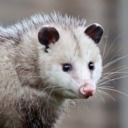 possum-is-cool avatar