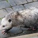 possum-paws avatar