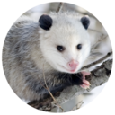 possum-posting avatar