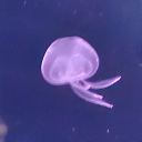 possumreqesting avatar