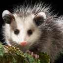 possumsandprose avatar