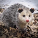 possumtiktoks avatar