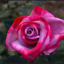 postyisbomb-blog avatar