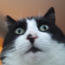 potahto-dragon avatar