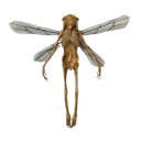 potato-cake-and-dead-dragonfly avatar