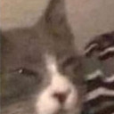 potato-extra-pot avatar