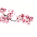 potato-popper avatar