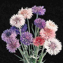 potatobasedsoup avatar