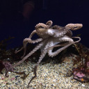 potatoes-have-no-gender avatar