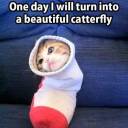 potatoinasock avatar